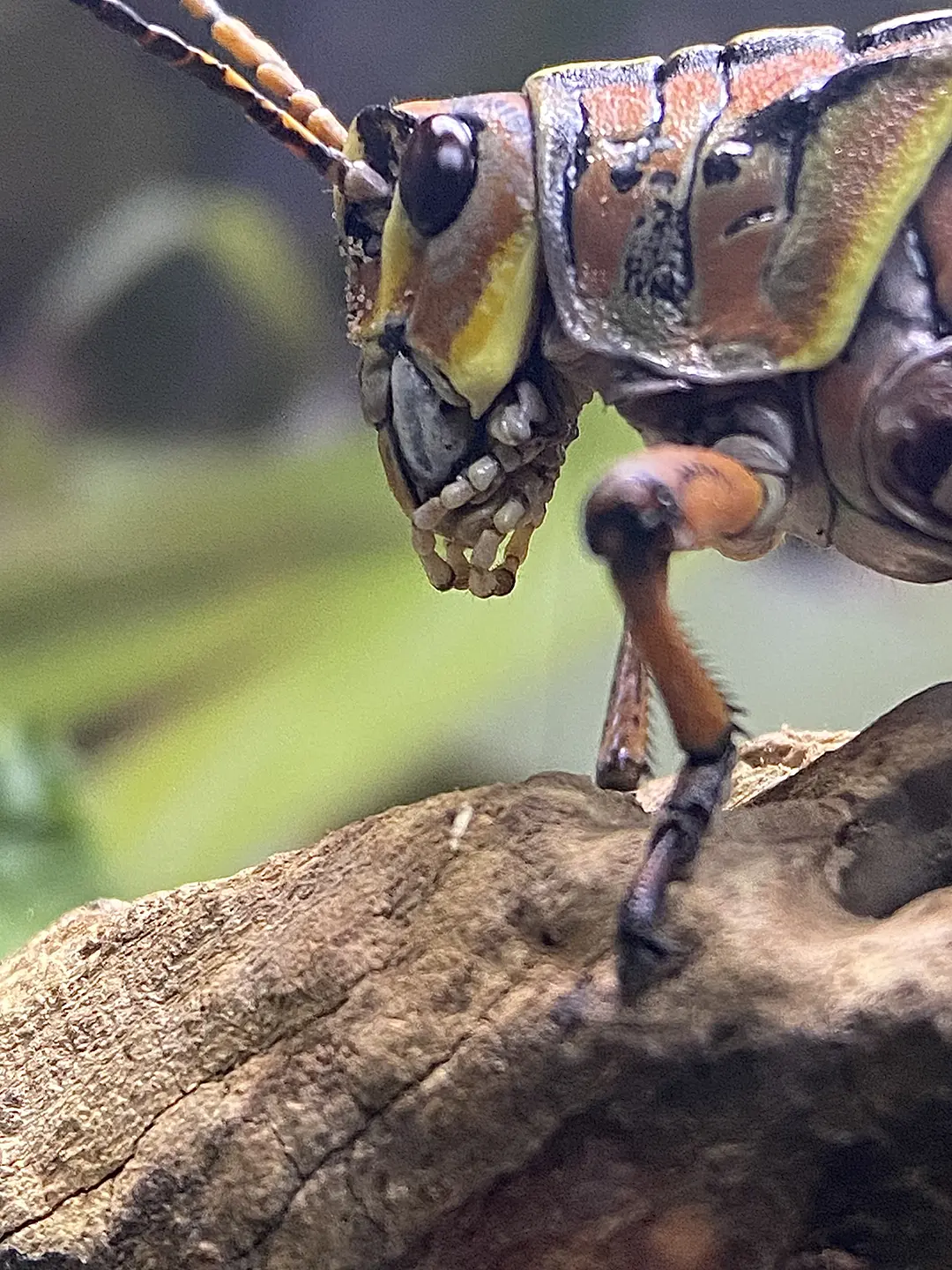 Insects Second Place Winner Stephanie Noyes copy